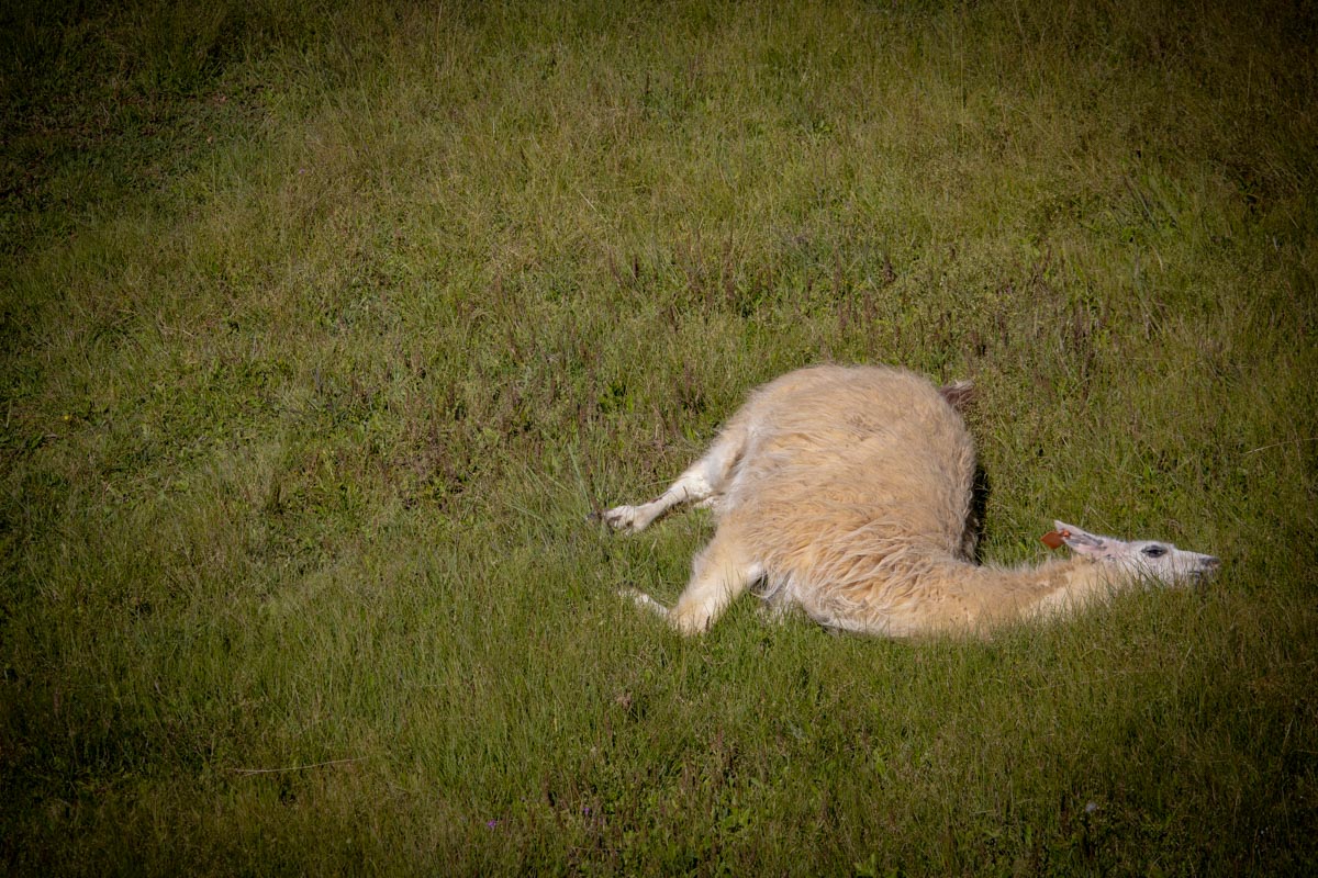 Restful
