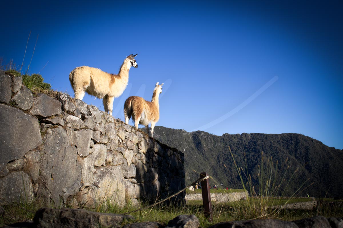 Alpacas